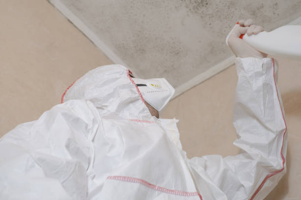Professional Mold Removal in Incline Village, NV