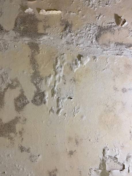 Best Mold Testing  in Incline Village, NV