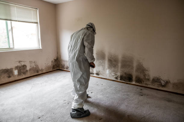 Mold Removal and Inspection in Incline Village, NV